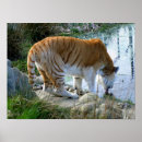 Suche nach indischer tiger poster Wild