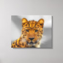 Suche nach wildkatzen leinwandbilder Leopard
