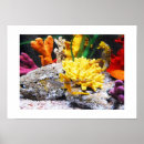 Suche nach seepferd poster Fisch