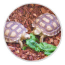 Suche nach hatchling Natur