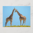 Recherche de giraffe cartes postales Jungle