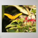 Suche nach butterfly poster Flowers