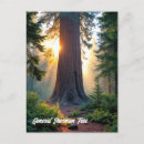 Recherche de sherman cartes postales Californie