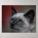 Recherche de de chat siamois posters Animal
