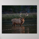 Suche nach samt poster Wapiti
