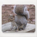 Recherche de écureuil bébé tapis souris Écureuils