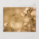 Suche nach sepia blume postkarten Sommer