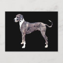 Suche nach great dane postkarten Großartig