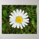 Recherche de commun posters Fleur sauvage