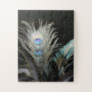 Recherche de plume photographie Plumes de paon