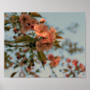 Suche nach rosa blüten auf baum poster Quelle