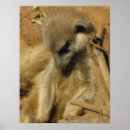 Recherche de carte africaine posters Faune