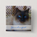 Suche nach katze mit blauen augen buttons Miezekatze