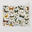 Recherche de papillon cartes postales Illustration