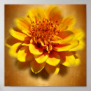 Suche nach ringelblumen poster Flora