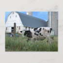 Recherche de grange cartes postales Vaches