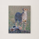 Recherche de guépards puzzles Animal