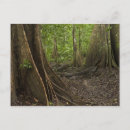 Suche nach knöpfe postkarten Baum