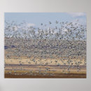 Recherche de migrations posters Oiseau