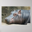 Suche nach nilpferde kunst Tiere