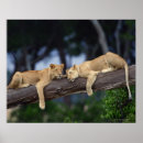 Suche nach kenya poster Wildlife