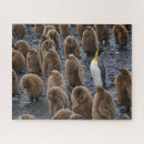 Recherche de pingouin bébé puzzles Animal