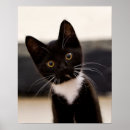Suche nach weißes kätzchen poster Haustiere
