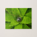 Recherche de bromeliad Botanique