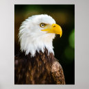 Recherche de aigle etats unis posters Patriotique