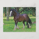 Suche nach clydesdale postkarten Pferd