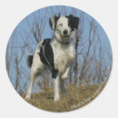 Recherche de colleys de frontière autocollants Plomb et pam langrish