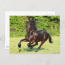Recherche de friesian horse cartes postales Breed