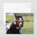 Suche nach paint horse postkarten Bob langrish