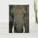 Suche nach afrikanischer elefant karten Natur