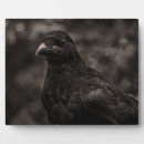 Recherche de plumes plaques Animal