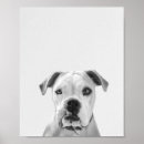 Suche nach bruno poster Hund