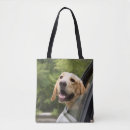 Recherche de golden retriever accessoires Cute