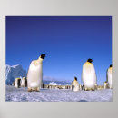 Suche nach antarktis poster Schnee