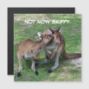 Recherche de kangourou joey cartes postales Faune