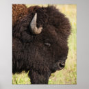 Suche nach hornhaut poster Natur