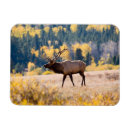 Recherche de élan magnets Animal