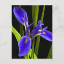 Suche nach iris postkarten Blau