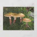 Recherche de champion cartes postales Champignon
