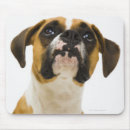 Suche nach boxerhund mousepads Studioschuß