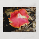 Recherche de champignons rouges cartes postales Plante