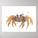 Suche nach niedliche krabbe poster Tier