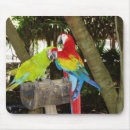 Suche nach macaws Papageien