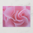 Suche nach kamelien postkarten Rosa