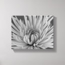 Recherche de chrysanthème photographie Pour elle