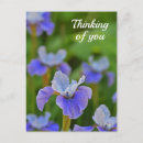 Suche nach iris postkarten Blau